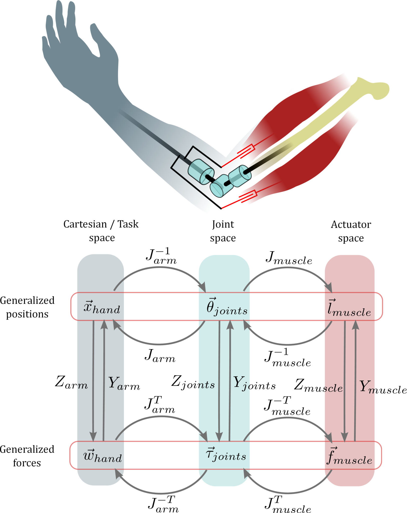 Force output based calibration of a muscular electrical stimulation ...